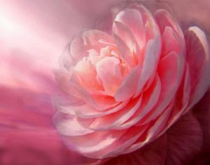 Rose ouverture du coeur - amour et conscicence